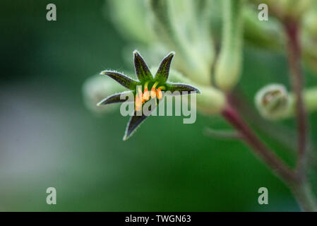 Una chiusura del fiore di verde della forma di un alto kangaroo paw (Anigozanthos flavidus) Foto Stock