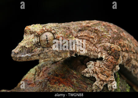 Sabah battenti Gecko (Ptychozoon rhacophorus) Foto Stock