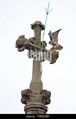 Falco pellegrino (Falco peregrinus) Norwich Cathedral 2019 Foto Stock