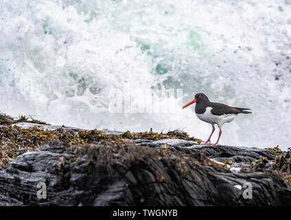 Oyster catcher in piedi su una roccia di fronte alle onde e spray Foto Stock