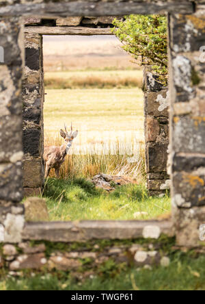 Capriolo incorniciato come si guarda con cautela attraverso la porta di un casolare abbandonato, Loch Gruinart, Islay, Scozia Foto Stock