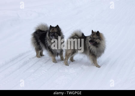 Cani di Razza Keeshond, Wolfspitz in inverno sulla neve a piedi insieme Foto Stock