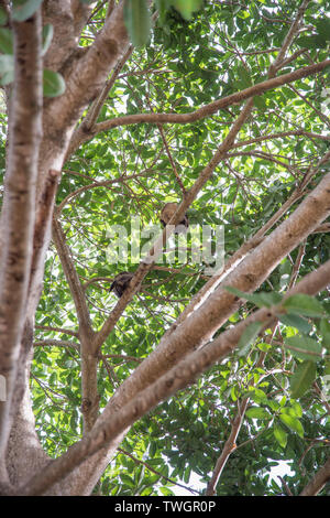 Due civette con brown rufous piume, dormendo in foglie, alberi tropicali a Darwin, in Australia Foto Stock