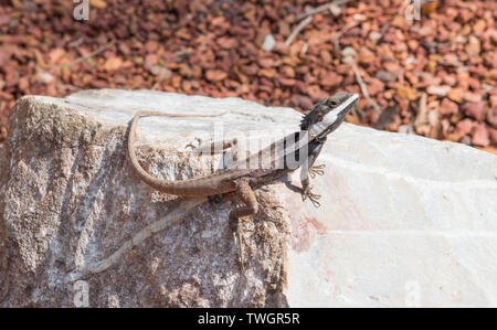 Bianco striato drago di acqua su roccia in una giornata di sole a Darwin, in Australia Foto Stock