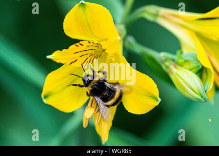 Un Bumble Bee (Bombus) su il fiore di un giglio peruviano (Alstroemeria) Foto Stock