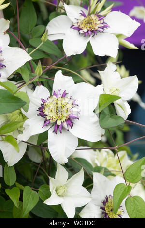 Clematis Florida Sieboldii. Clematis florida var. bicolor fiori Foto Stock