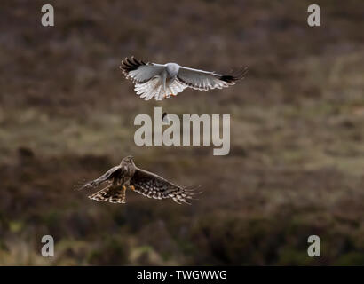 Una coppia di gallina (Harriers Circus cyaneus) eseguire una drammatica cibo passano prima femmina ritorna al nido con la preda, North Uist, Ebridi Esterne, Scozia Foto Stock