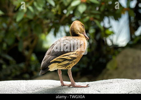 Un sibilo tree duck è arroccato su di un bordo di battuta in un giardino botanico vicino a Victoria, BC. Foto Stock