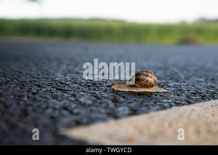 Una lumaca su una strada con una linea bianca Foto Stock
