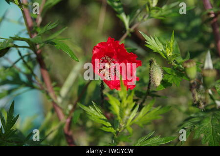 Il papavero con api in primavera Foto Stock