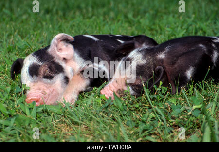 Due adorabili macchiato il ventre gonfio di suinetti coccolati dormire insieme in erba, Missouri, Stati Uniti d'America Foto Stock