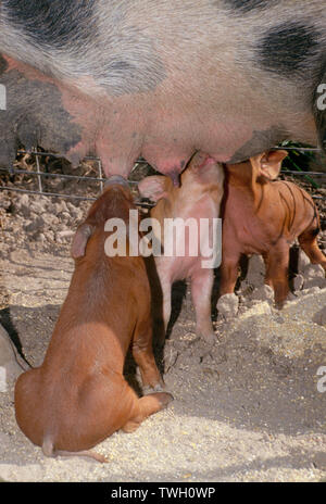 Tre i suinetti di allattare durante l'allattamento dalla scrofa madre in agriturismo vicino, Missouri, Stati Uniti d'America Foto Stock