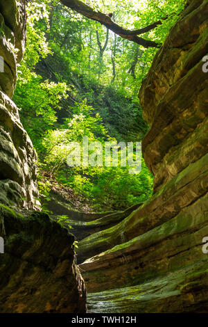 Percorso attraverso l'ipercrescita tagliata fuori della pietra arenaria naturale, fame rock state Park, Illinois. Foto Stock