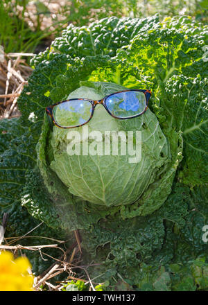 Testa di cavolo verde che indossa gli occhiali da lettura e una buffa faccia crescere nella comunità giardino, Yarmouth, Maine, Stati Uniti d'America Foto Stock