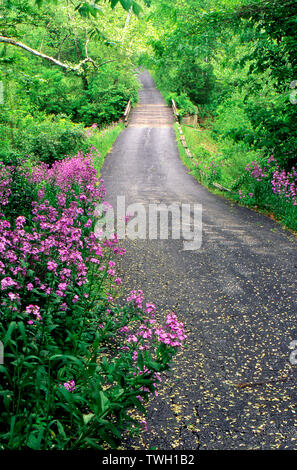 Strada di campagna in primavera anche se le curve alberata foresta con fiore fiori viola, Dames Rocket, matronalis Hesperus, attraversando un ponte, Missouri, Stati Uniti d'America Foto Stock