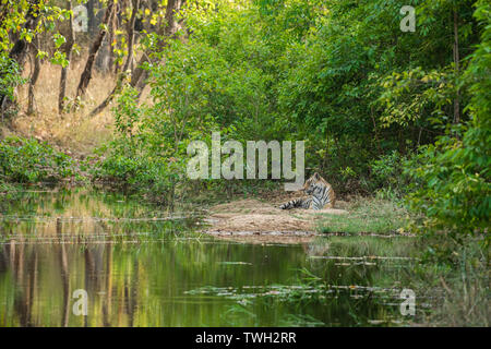 Royal bengala tigre maschio in appoggio vicino al corpo di acqua della giungla. Animale in foresta verde vicino al flusso di acqua. Il gatto selvatico in natura habitat a bandhavgarh Foto Stock