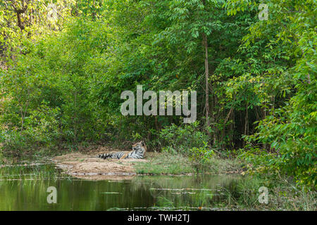Royal bengala tigre maschio in appoggio vicino al corpo di acqua della giungla. Animale in foresta verde vicino al flusso di acqua. Il gatto selvatico in natura habitat a bandhavgarh Foto Stock