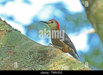 Picchio giamaicano (Melanerpes radiolatus) maschio adulto appollaiato sul tronco di albero Marshall, il PEN, Giamaica Dicembre Foto Stock