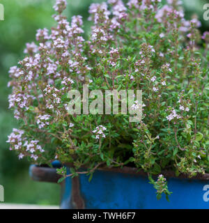 Thymian, Echter su Thymian, Römischer Quendel, Kuttelkraut, Gartenthymian, Garten-Thymian, Thymus vulgaris, Timo, Timo comune, giardino timo, Le Thym co Foto Stock