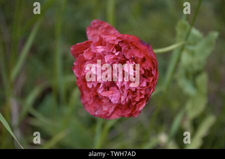 Un tessuto di carta come flower appena comincia a svanire in fiore Foto Stock