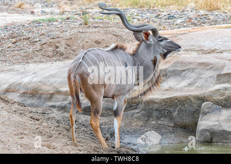 Una maggiore kudu bull, Tragelaphus strepsiceros, acqua potabile in uno stagno in un fiume secco. Due red-fatturati oxpeckers sono visibili Foto Stock