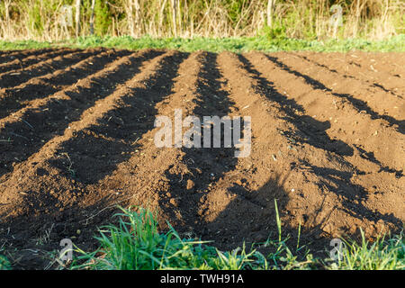 Piccolo campo di patate, Patate creste con recentemente seminato patate Foto Stock