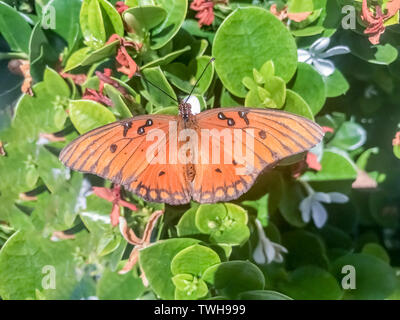 Gulf fritillary (aka passione butterfly) alimentazione su Star Jasmine. Foto Stock