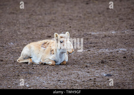 Carino giovane Saiga o antilope Saiga tatarica poggia sul terreno durante la muta Foto Stock