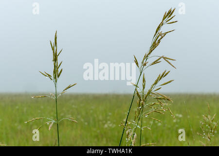 Nativo di erba alta con rugiada di mattina nella nebbia. Midewin National Tallgrass Prairie, Illinois. Foto Stock