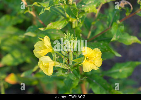 Enotera fiori giallo macro Foto Stock