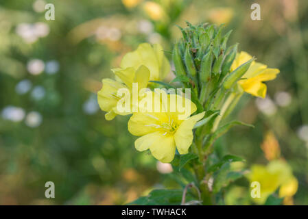 Enotera fiori giallo macro Foto Stock