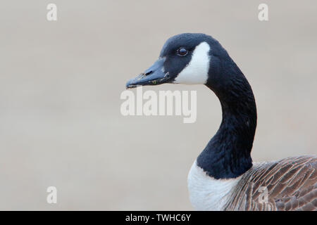 Canada goose (Branta canadensis) testa ritratto di Jones del Parco Statale di Long Island New York Foto Stock