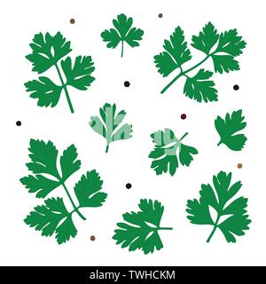 Il prezzemolo. Verde foglie di prezzemolo. Illustrazione vettoriale di un impianto Illustrazione Vettoriale
