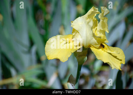 Barbuto iris gialla in pieno sole Foto Stock