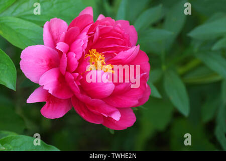 Paeonia Lampone fascino. Rosso peonia fiore. Paeonia lactiflora (Cinese peonia o giardino comune peonia). Foto Stock