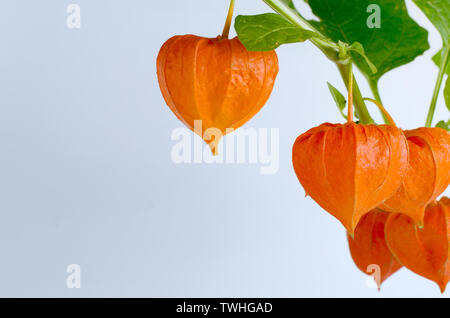 Vendita modello promo con maturi physalis rosso fiori. Vendita autunnale sullo sfondo. Foto Stock