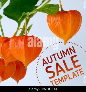 Vendita modello promo con maturi physalis rosso fiori. Vendita autunnale sullo sfondo. Foto Stock