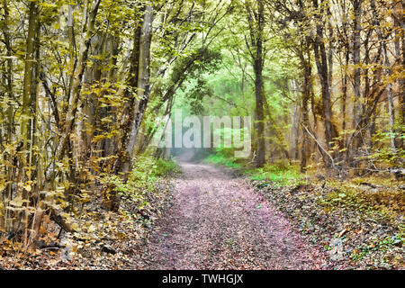 La strada che conduce al misty bosco di latifoglie e il penetrante raggi del sole. Fine estate in Europa centrale Foto Stock