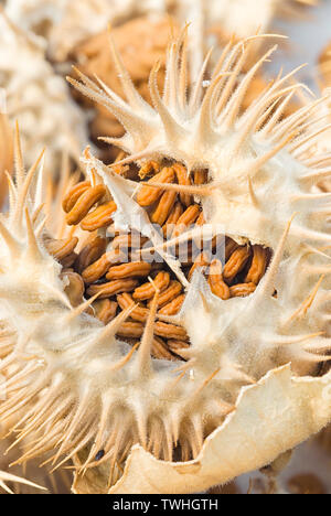 Thorn apple (Datura inoxia), i frutti e le sementi, chiusa in alto Foto Stock