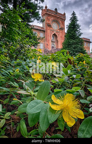 Grande erba di San Giovanni (Hypericum calycinum) noto anche come Rose-di-Sharon e Aronne la barba. Comune fiore giallo dei giardini. Il Castello di Sammezzano in t Foto Stock