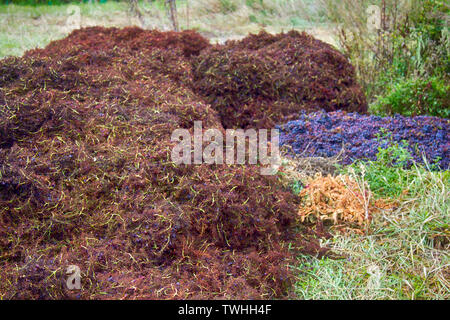 Il processo di raccolta delle uve da vino. Grappolo di uva cancellata di bacche, parte delle uve respinto durante il raccolto, riduzione delle rese. Francia, di Foto Stock