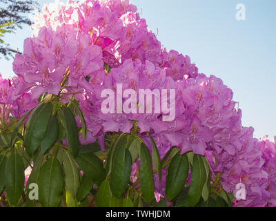 Rosa fiori di rododendro retroilluminato tempo di primavera fiorisce contro un pallido cielo blu. Arbusto sempreverde preferito è un floreale di primavera nel giardinaggio. Foto Stock
