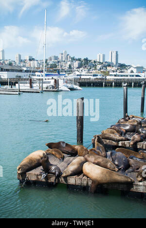 I leoni di mare a riposo - Pier 39, San Francisco Foto Stock