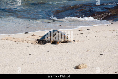 Tartaruga di mare sulla spiaggia sabbiosa ensoleillement se stesso con l'oceano tropicale in background di Gentle Waves. Natura paesaggio di una bella creatura. Foto Stock