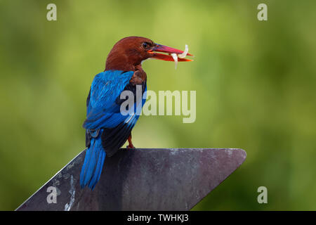 Bianco-throated Kingfisher Halcyon smyrnensis sul ramo, noto anche come il bianco-breasted kingfisher, albero kingfisher, distribuiti in Asia da Tu Foto Stock