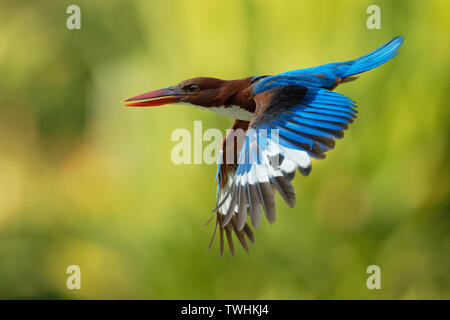 Bianco-throated Kingfisher Halcyon smyrnensis sul ramo, noto anche come il bianco-breasted kingfisher, albero kingfisher, distribuiti in Asia da Tu Foto Stock