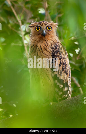 Buffy pesce civetta - Ketupa ketupu o pesce Malay owl, è una specie di gufo in famiglia titonidi. India e sud della Birmania, Cambogia, Laos e Vietnam, T Foto Stock