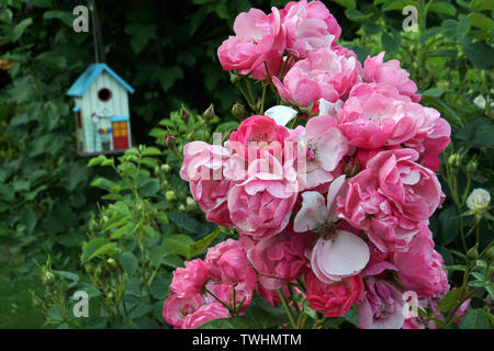 Blütenpracht einer Kletterrose Foto Stock