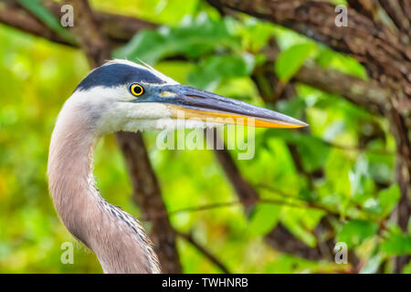 Close-up, colpo alla testa di un airone blu. Foto Stock