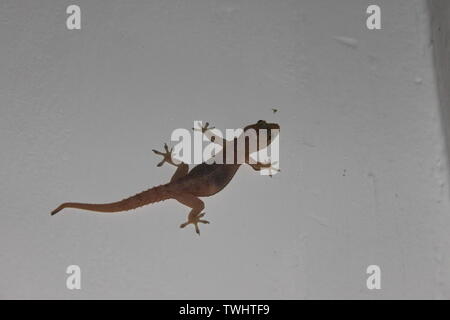 Asian house gecko (aka il Pacific house gecko, casa comune geco, casa lucertola, o luna lucertola) la caccia a volare su un muro bianco in Sri Lanka Foto Stock